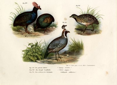 Crested Wood Partridge by German School